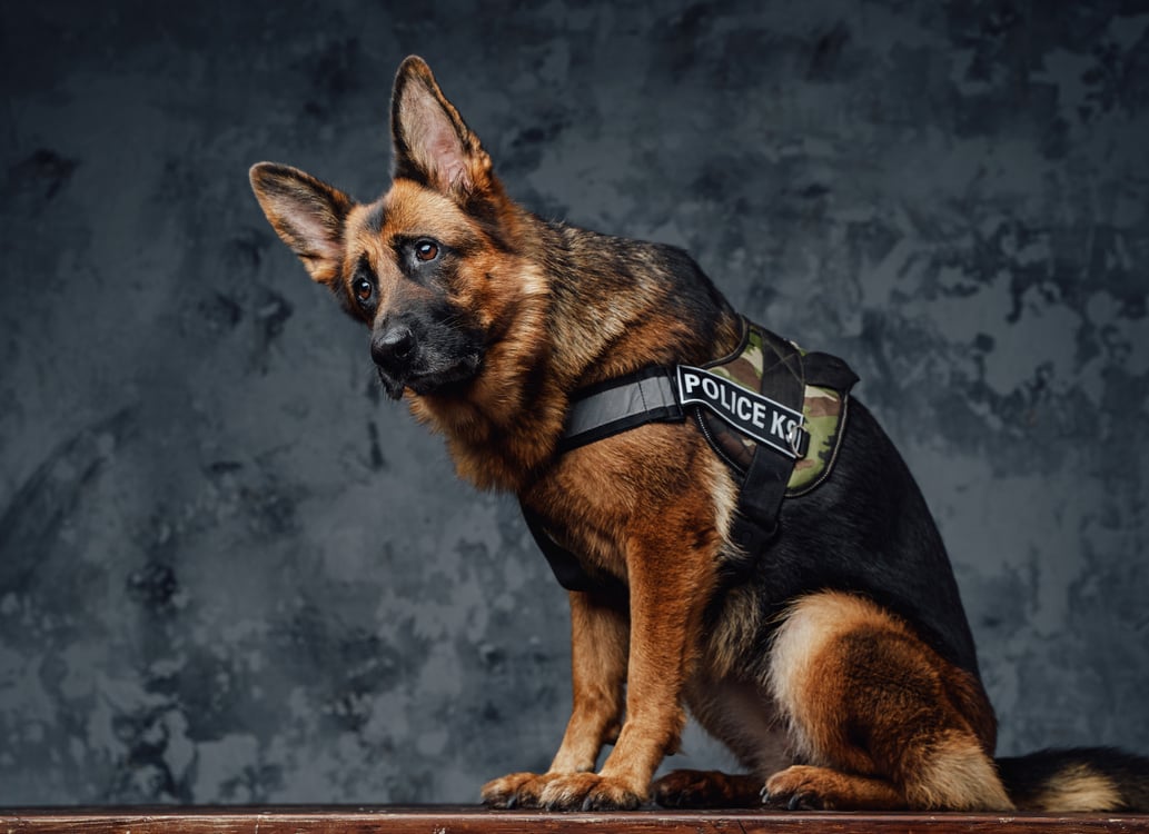 Loyal Police German Shepherd with Police Uniform